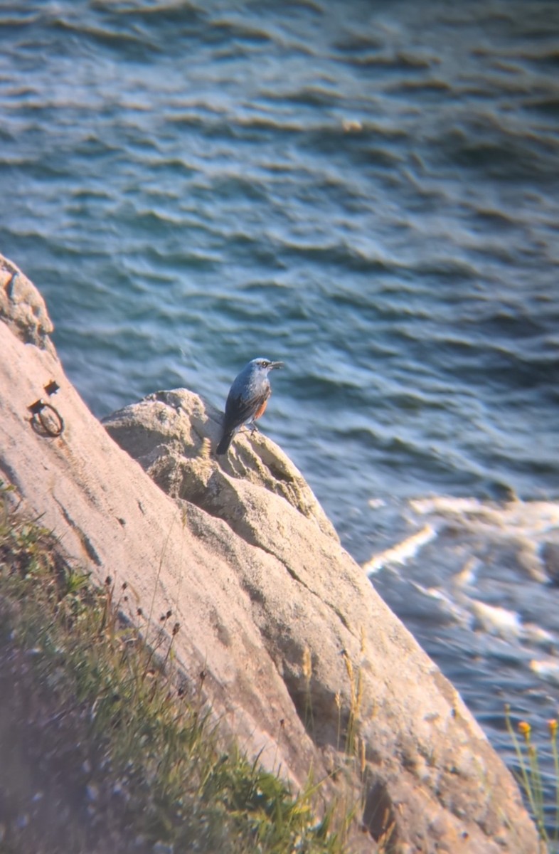 Blue Rock-Thrush - ML620476125