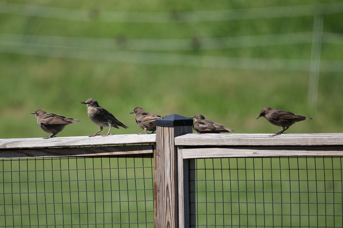 European Starling - ML620476127