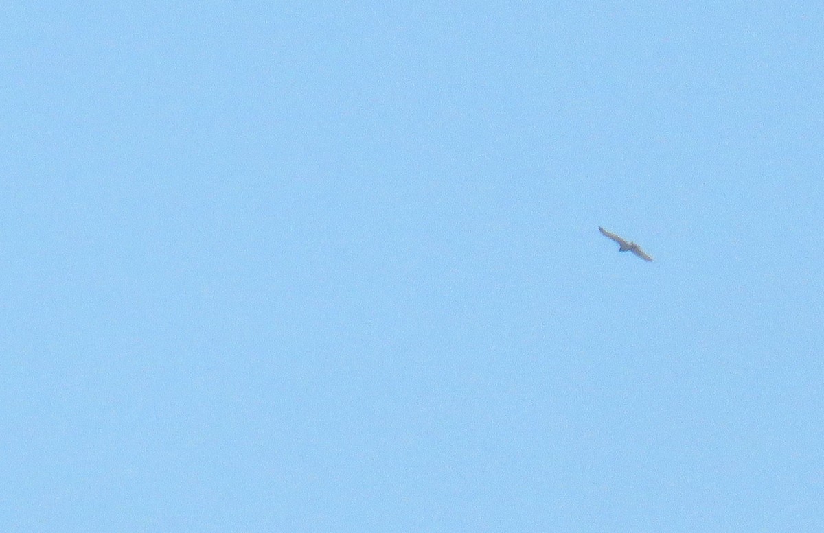 Short-toed Snake-Eagle - Miguel  Berkemeier