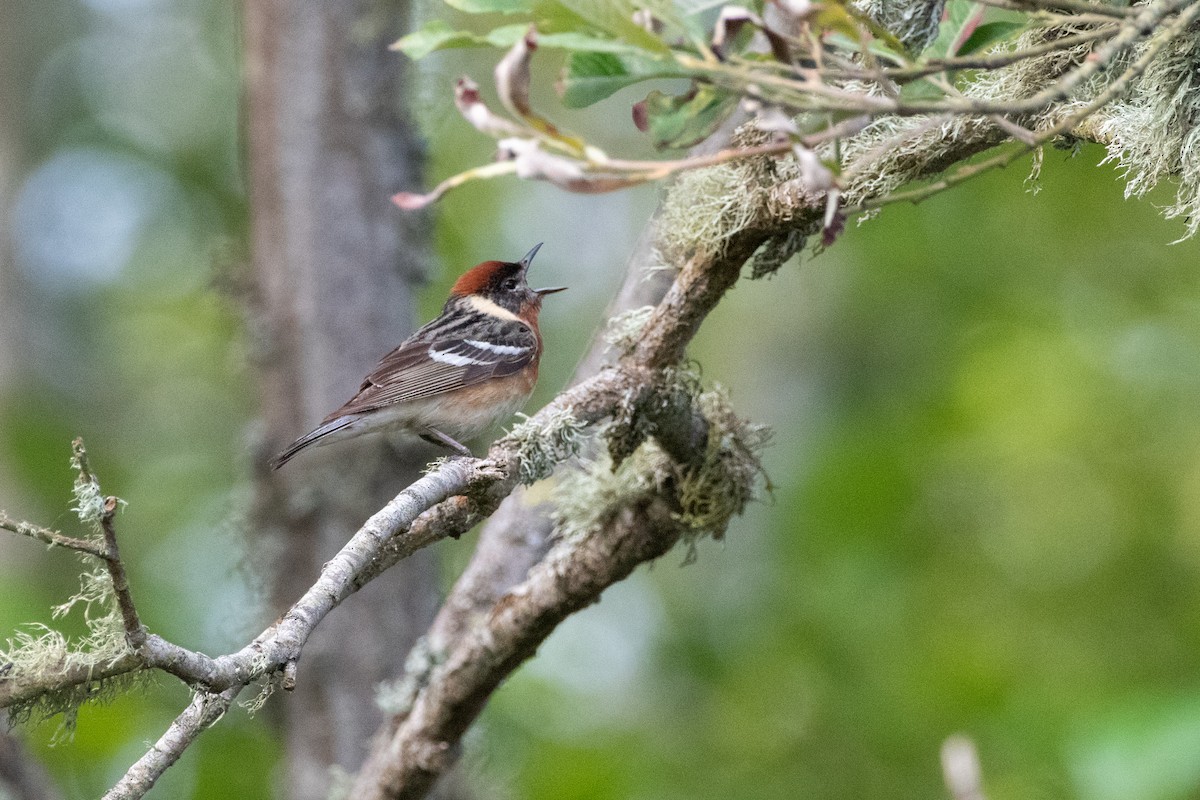 Bay-breasted Warbler - ML620476135