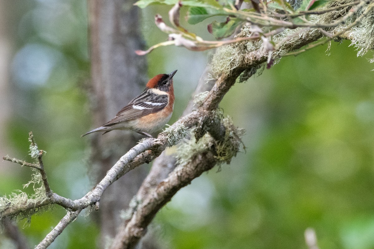 Bay-breasted Warbler - ML620476136