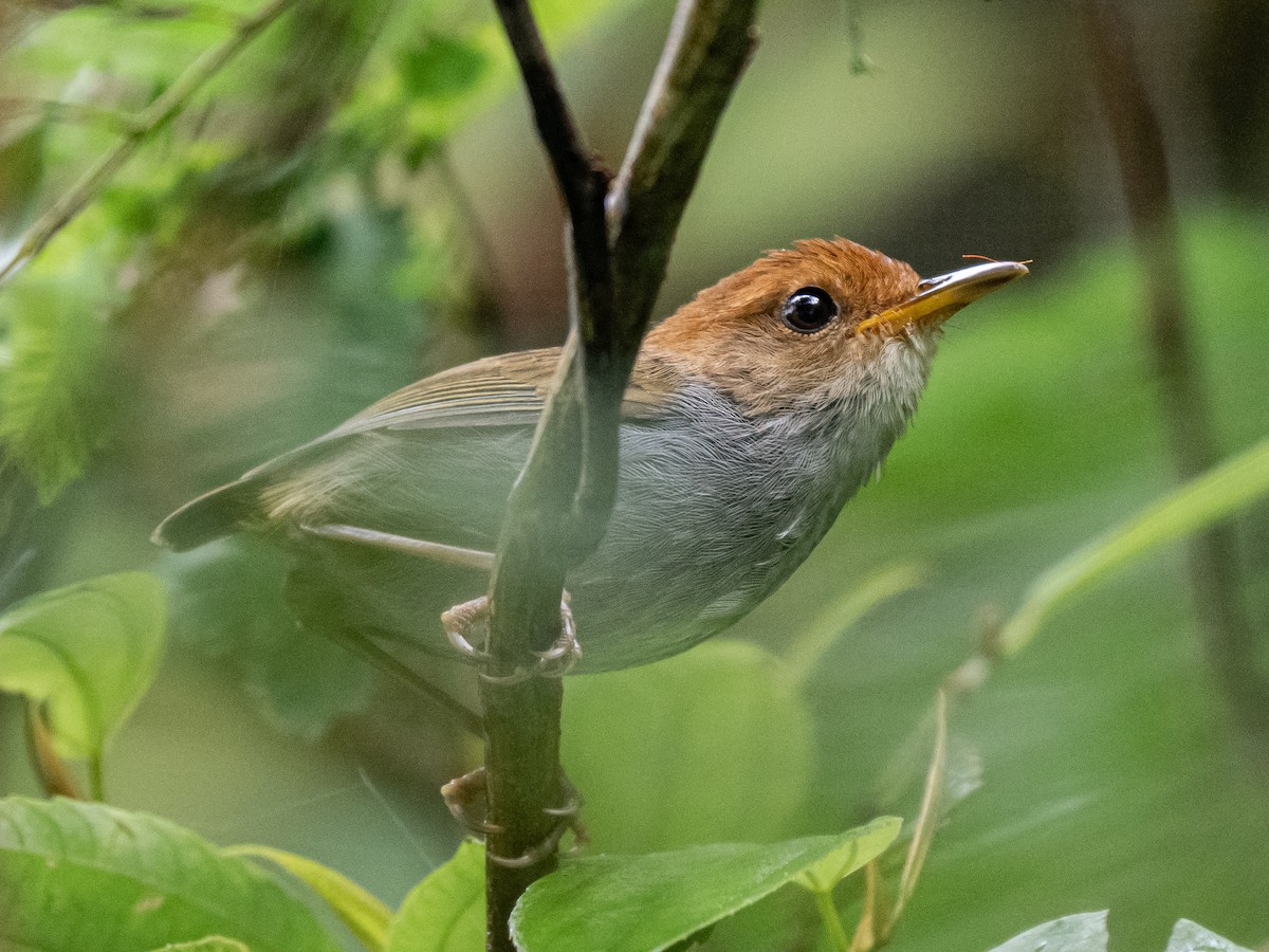 Russet-capped Tesia - Ivan Leshukov