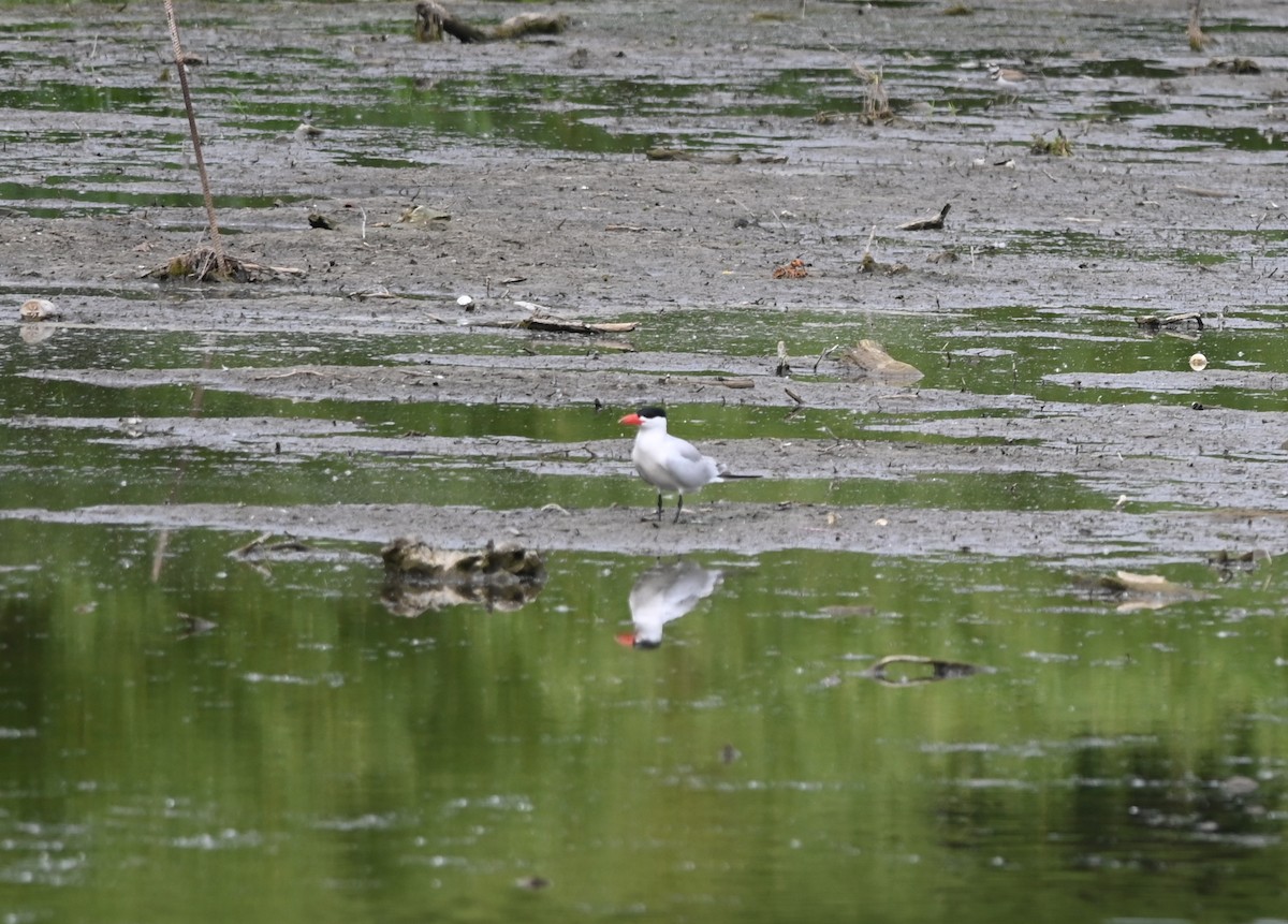 Caspian Tern - ML620476144