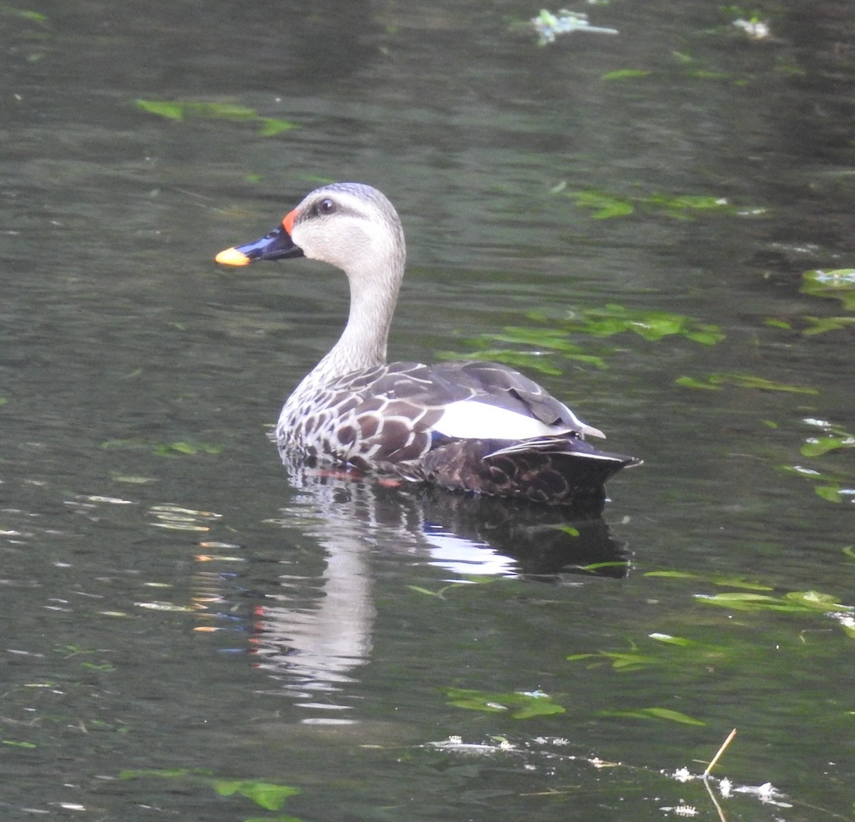 Indian Spot-billed Duck - ML620476147