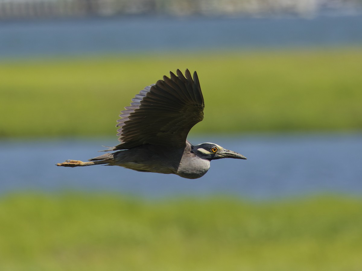 Yellow-crowned Night Heron - ML620476149