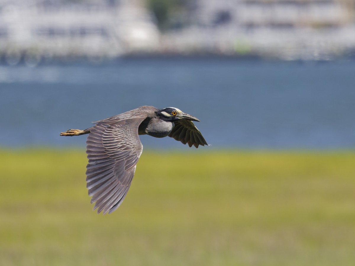 Yellow-crowned Night Heron - ML620476150