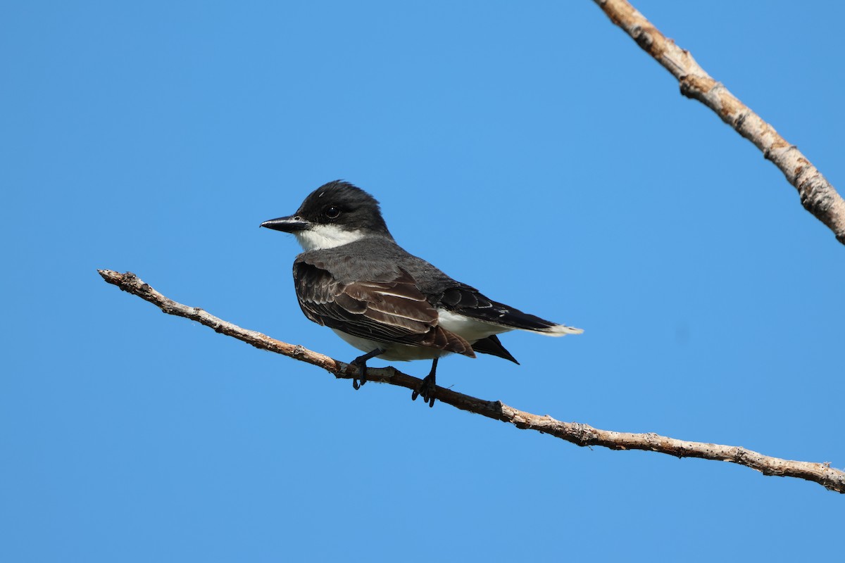 Eastern Kingbird - ML620476154