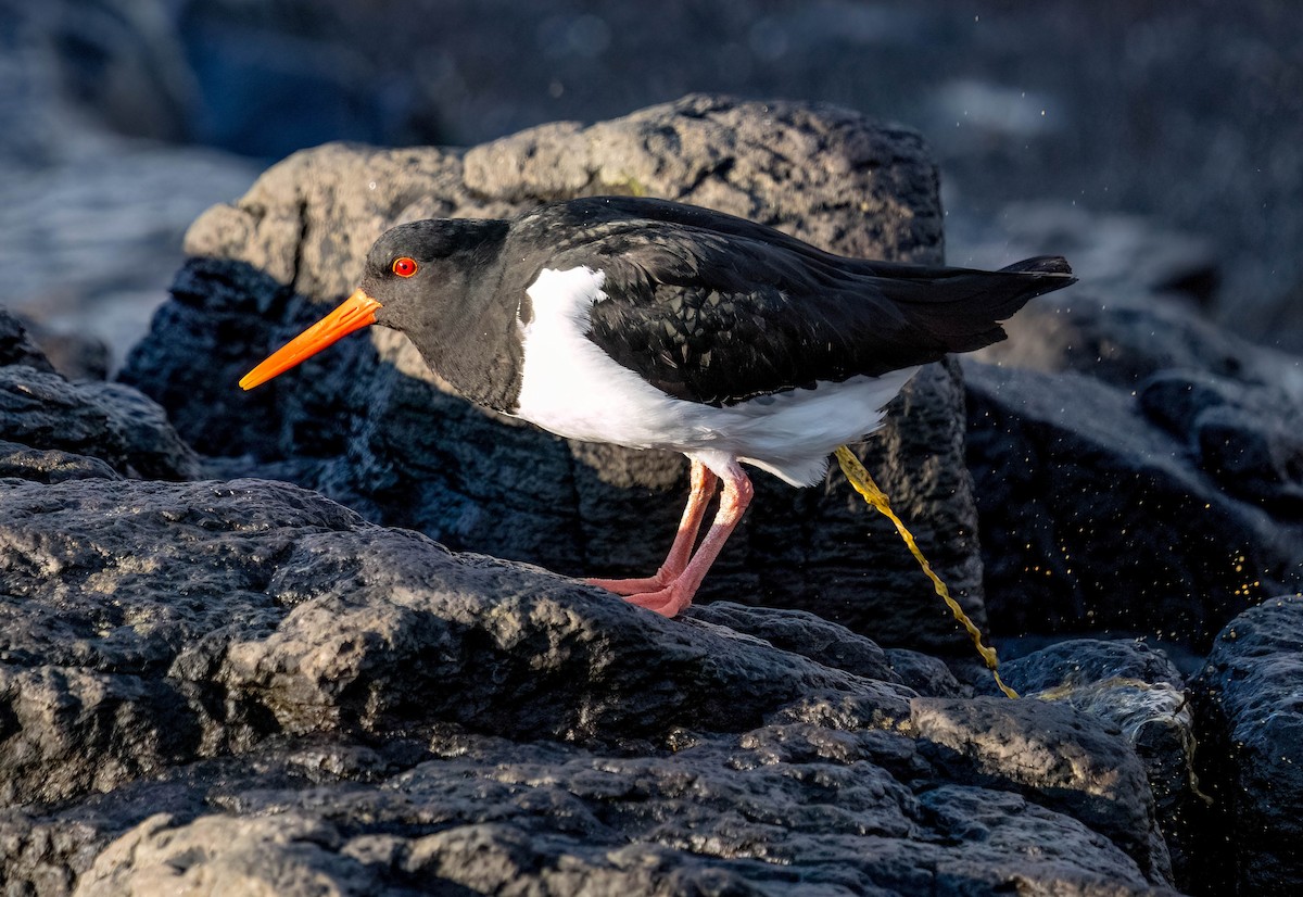 Eurasian Oystercatcher - ML620476161