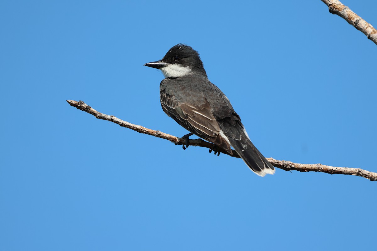 Eastern Kingbird - ML620476164