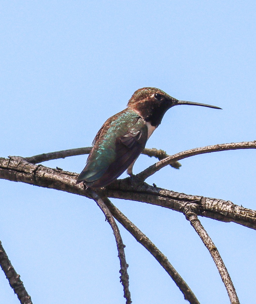 Black-chinned Hummingbird - Teresa Palos