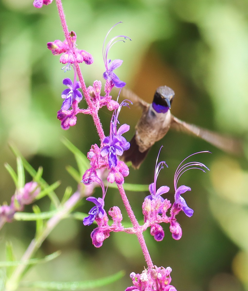 Black-chinned Hummingbird - ML620476171