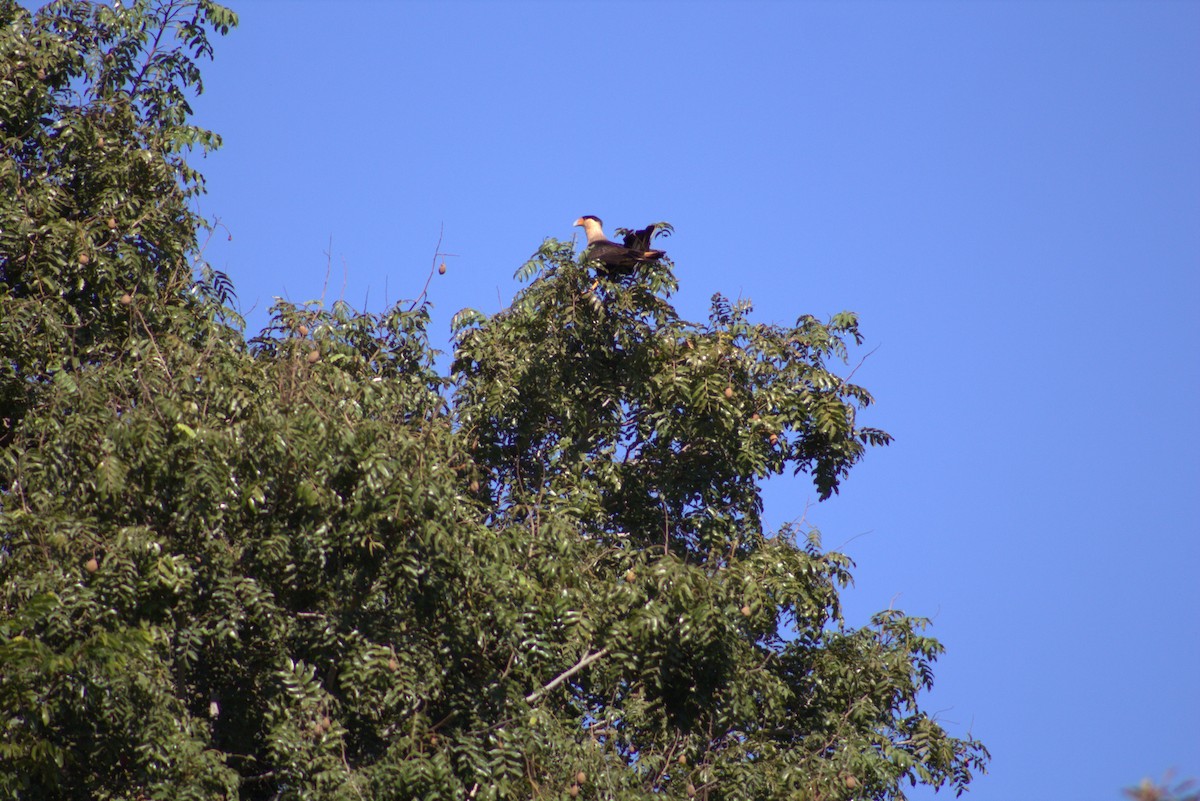 Caracara huppé - ML620476173