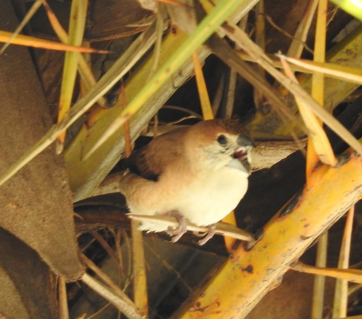 Indian Silverbill - ML620476174