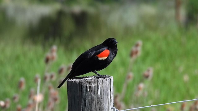Red-winged Blackbird - ML620476175