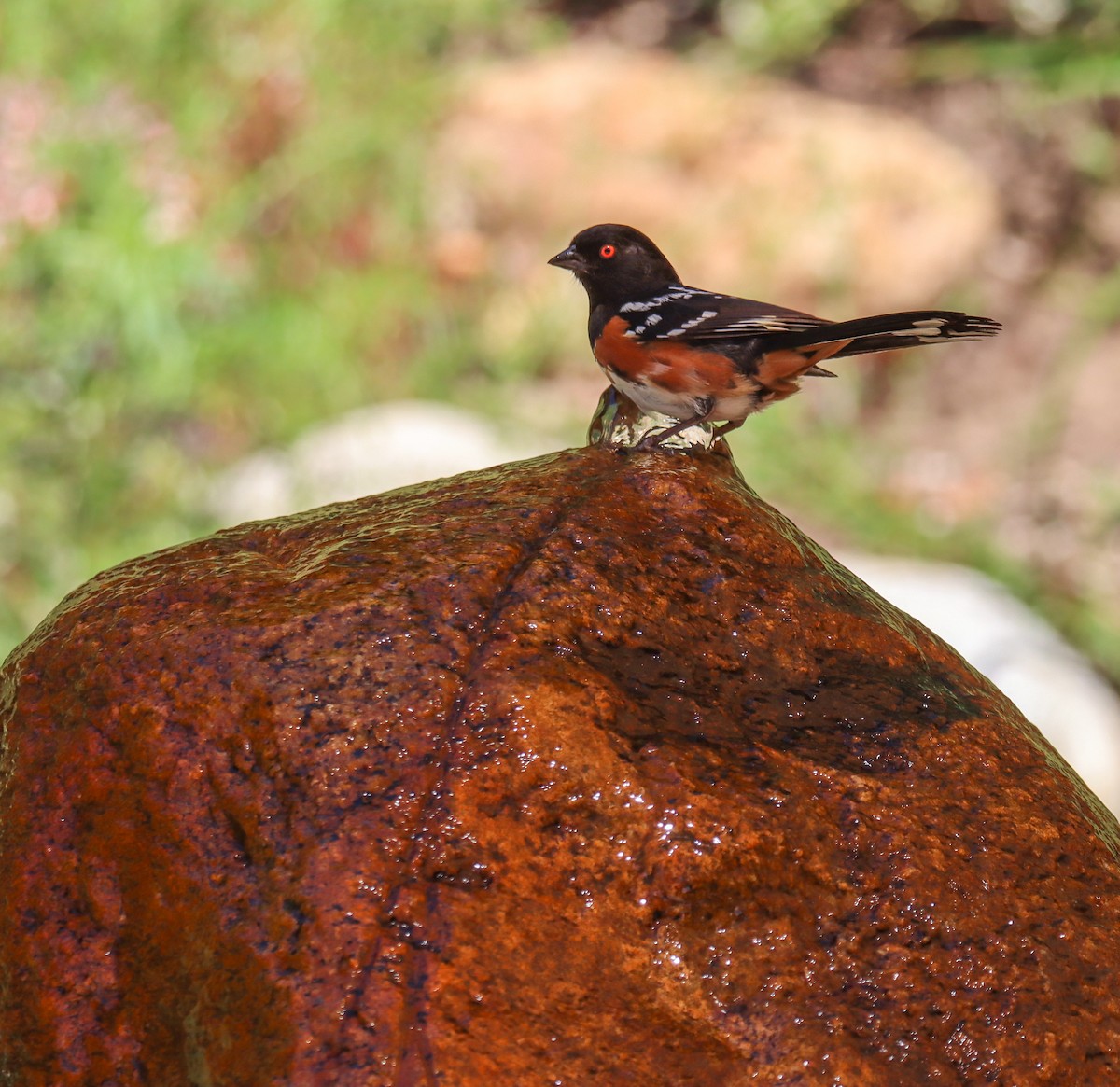 Spotted Towhee - ML620476176