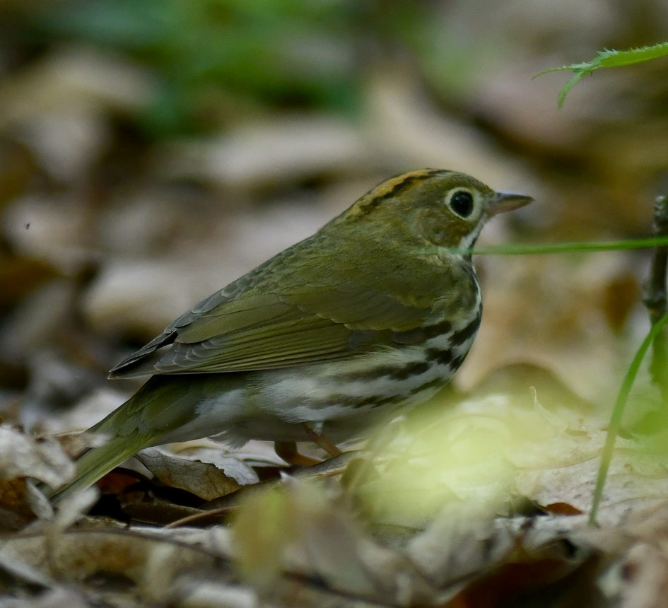 Paruline couronnée - ML620476179