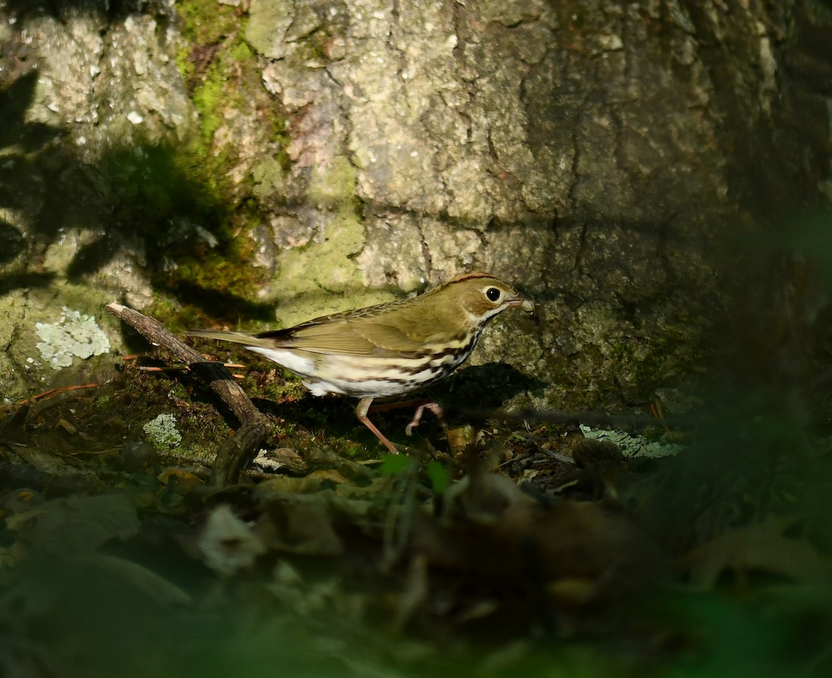 Paruline couronnée - ML620476180