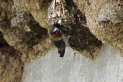 Cliff Swallow - Nick Krolikowski