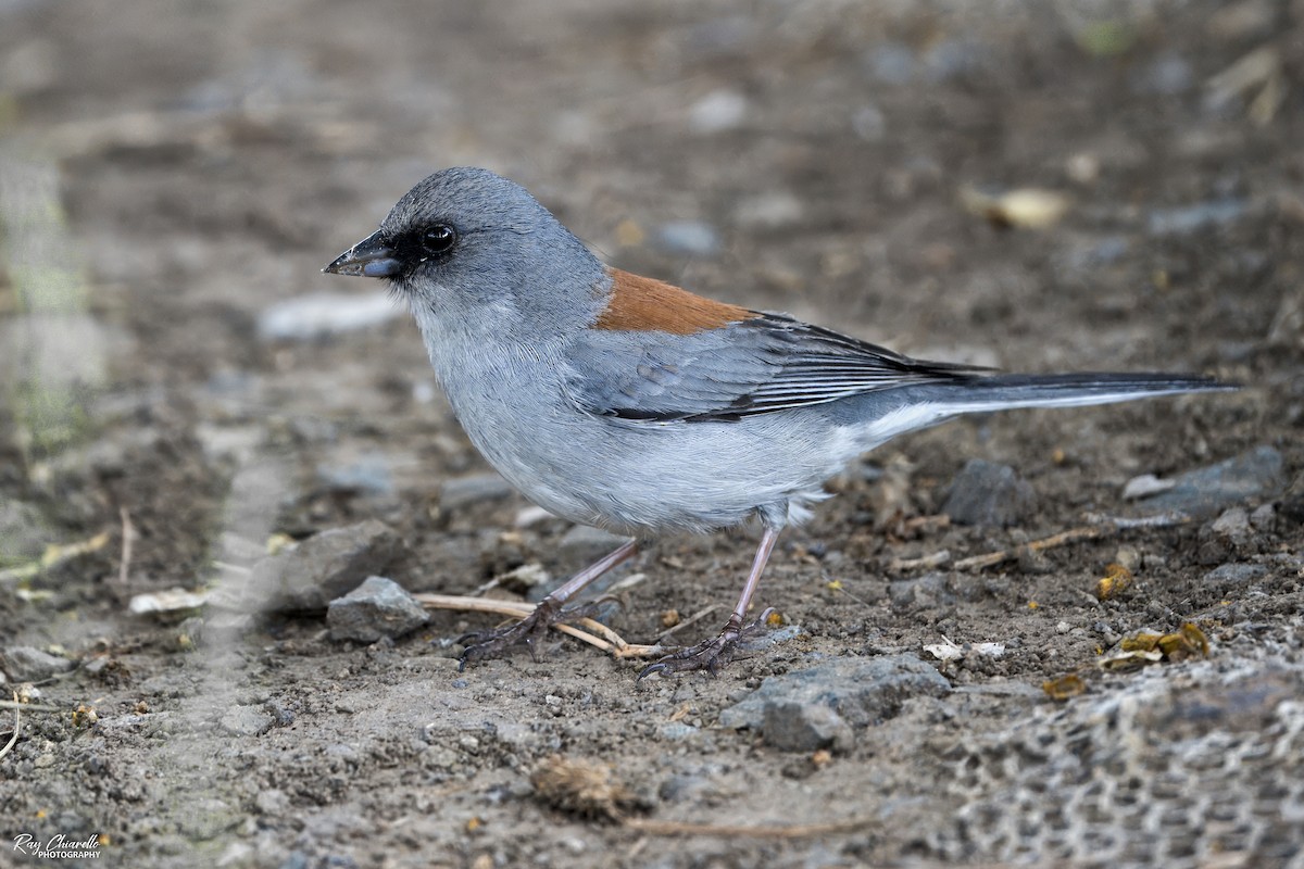 Junco ardoisé (dorsalis) - ML620476185