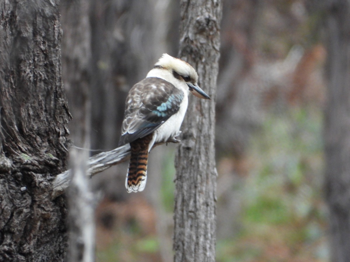 Laughing Kookaburra - ML620476186