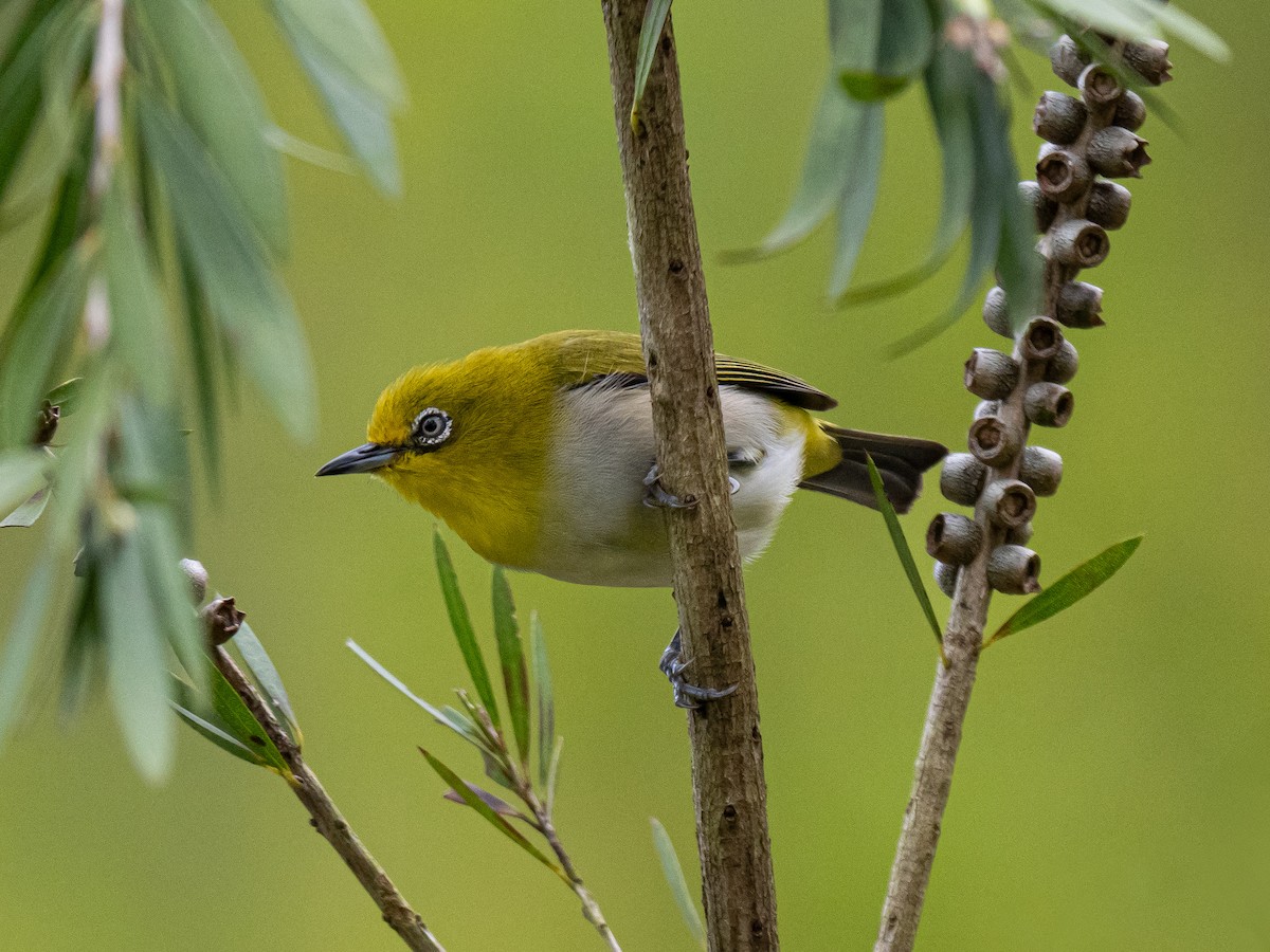 Warbling White-eye - ML620476188