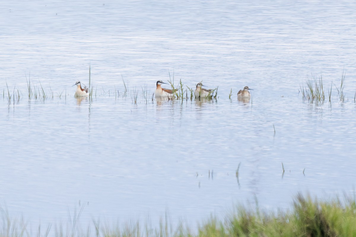 Phalarope de Wilson - ML620476189