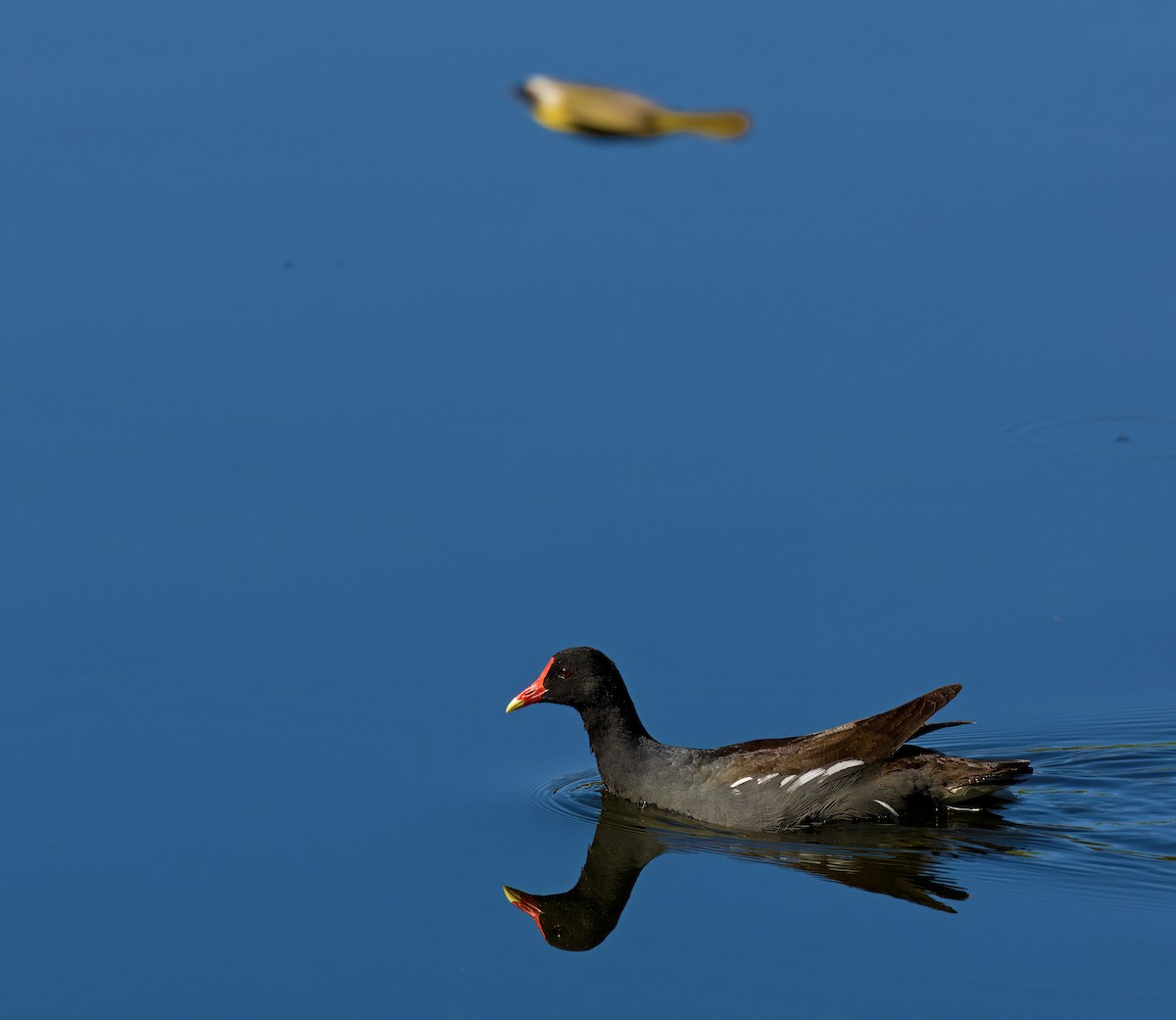 Common Gallinule - Ravi Reddy