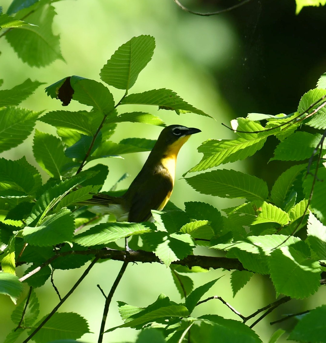 Yellow-breasted Chat - ML620476193