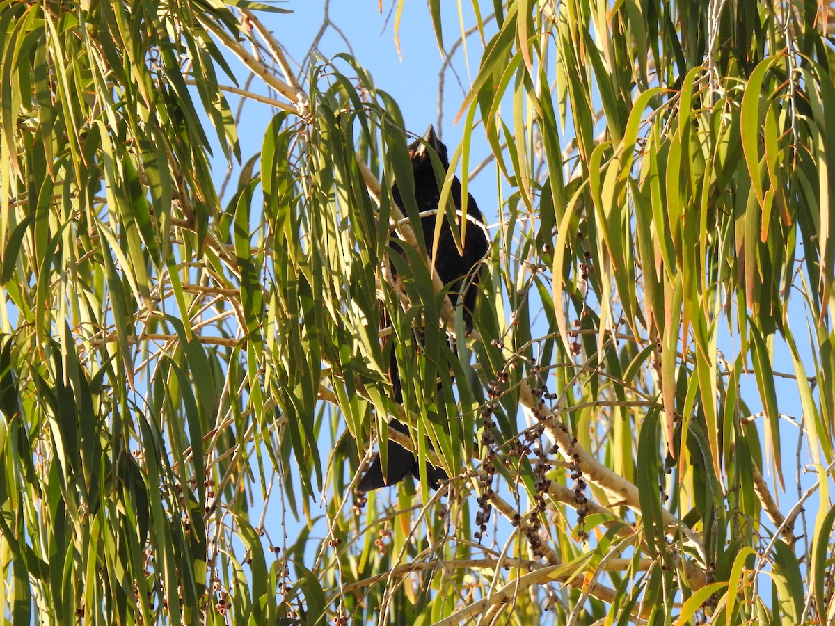 Drongo Escamoso - ML620476194