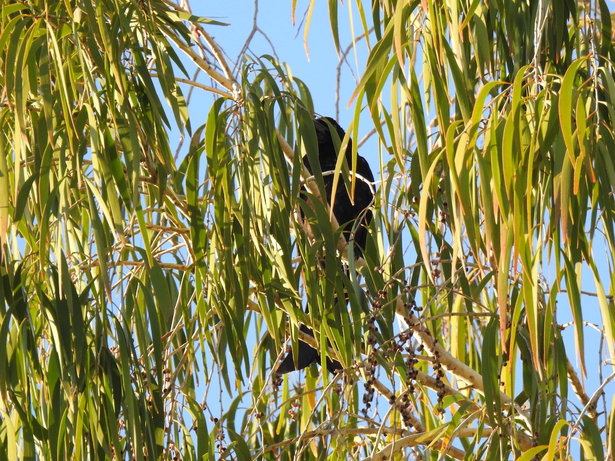 Spangled Drongo - Monica Mesch