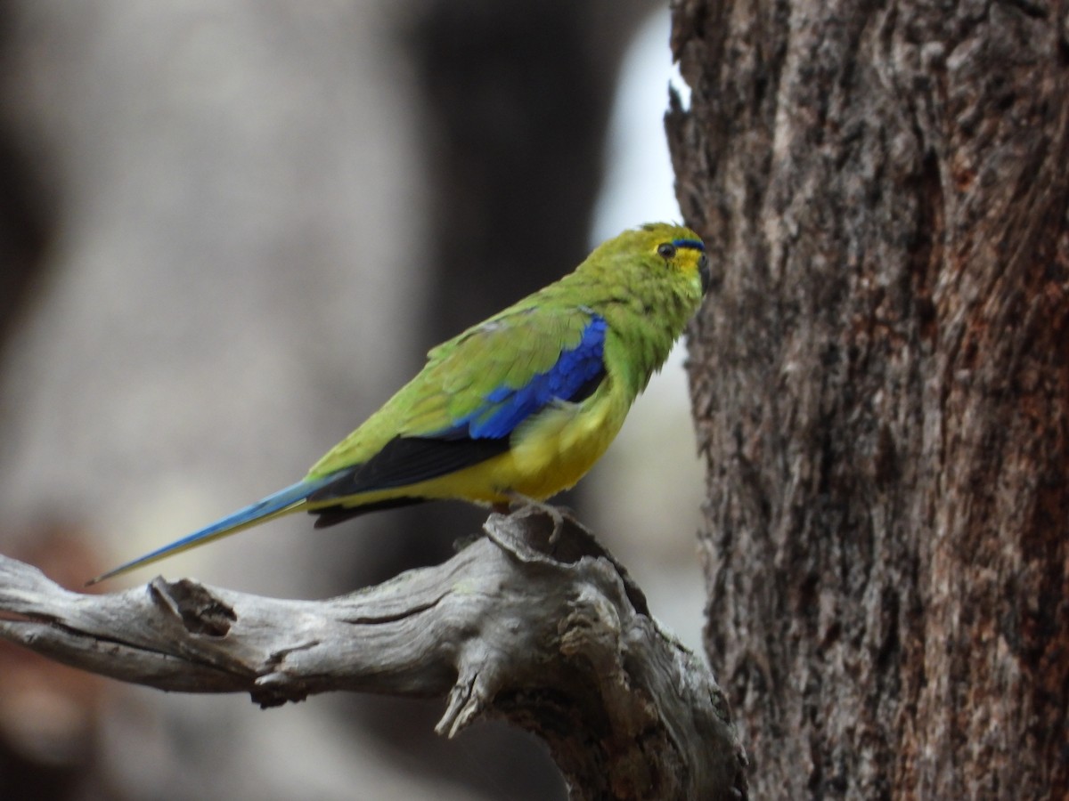 Blue-winged Parrot - ML620476197