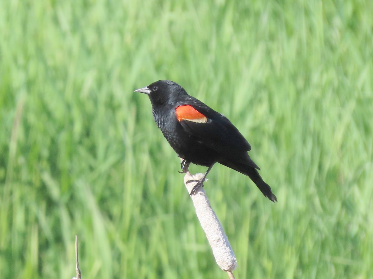 Red-winged Blackbird - Vibeke Pedersen