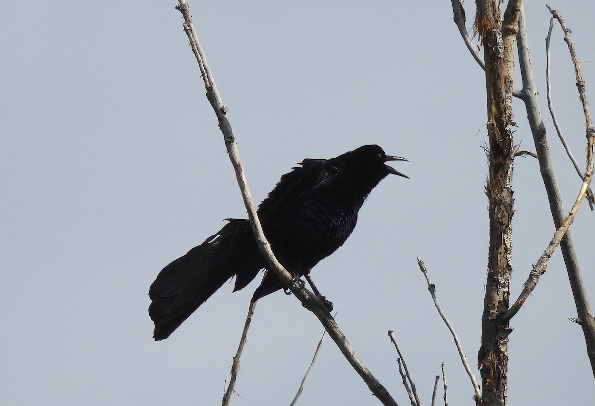 Great-tailed Grackle - ML620476201