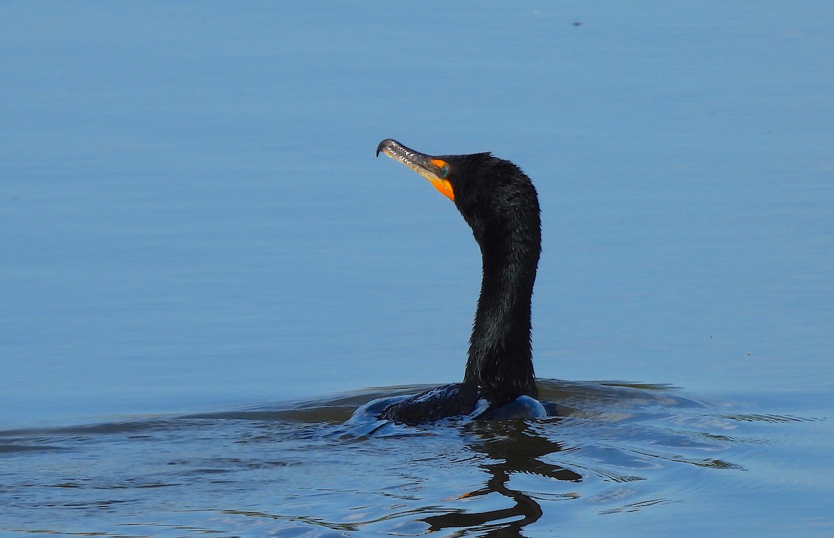 Cormoran à aigrettes - ML620476202