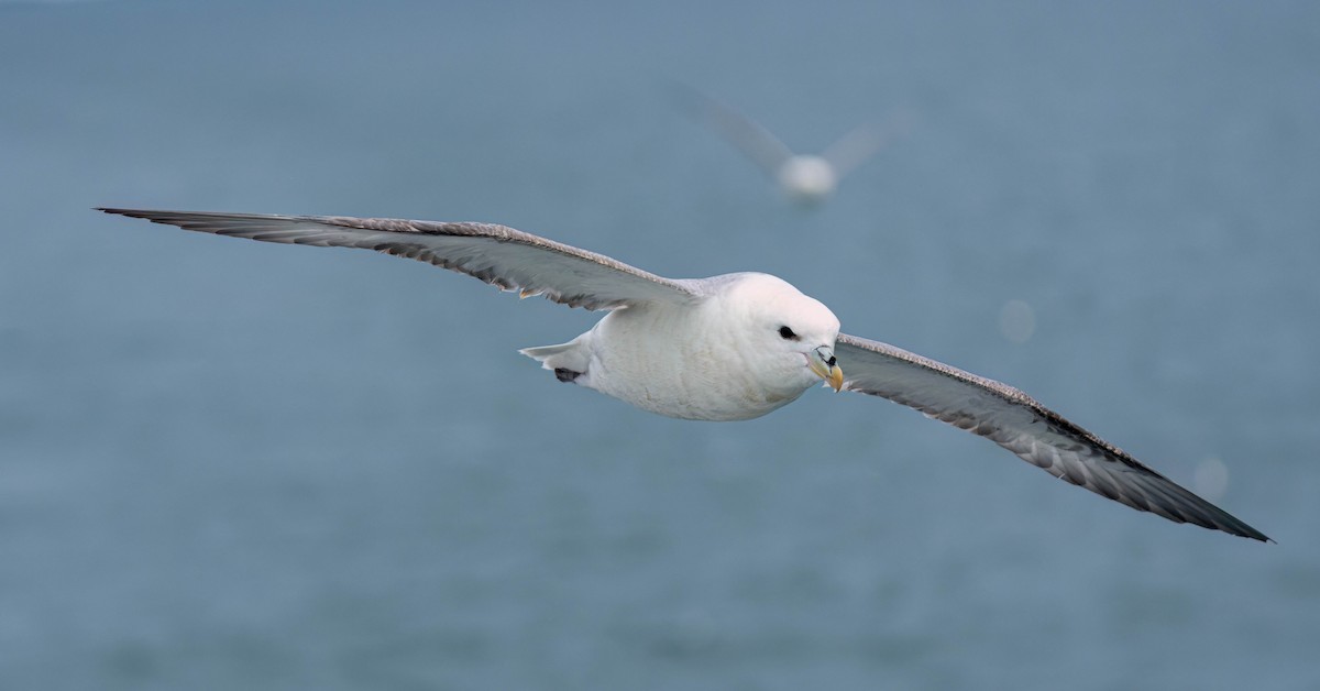 Fulmar boréal - ML620476204