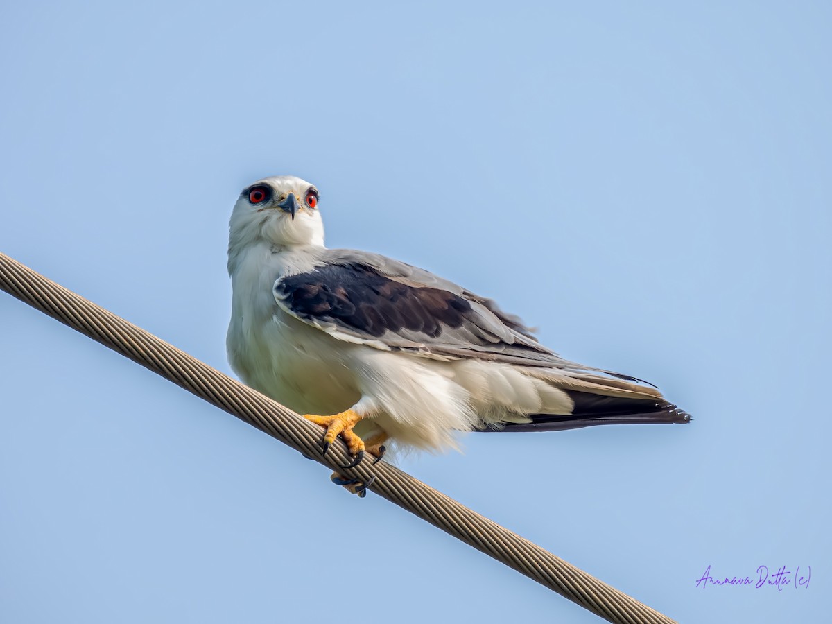 Black-winged Kite - ML620476208