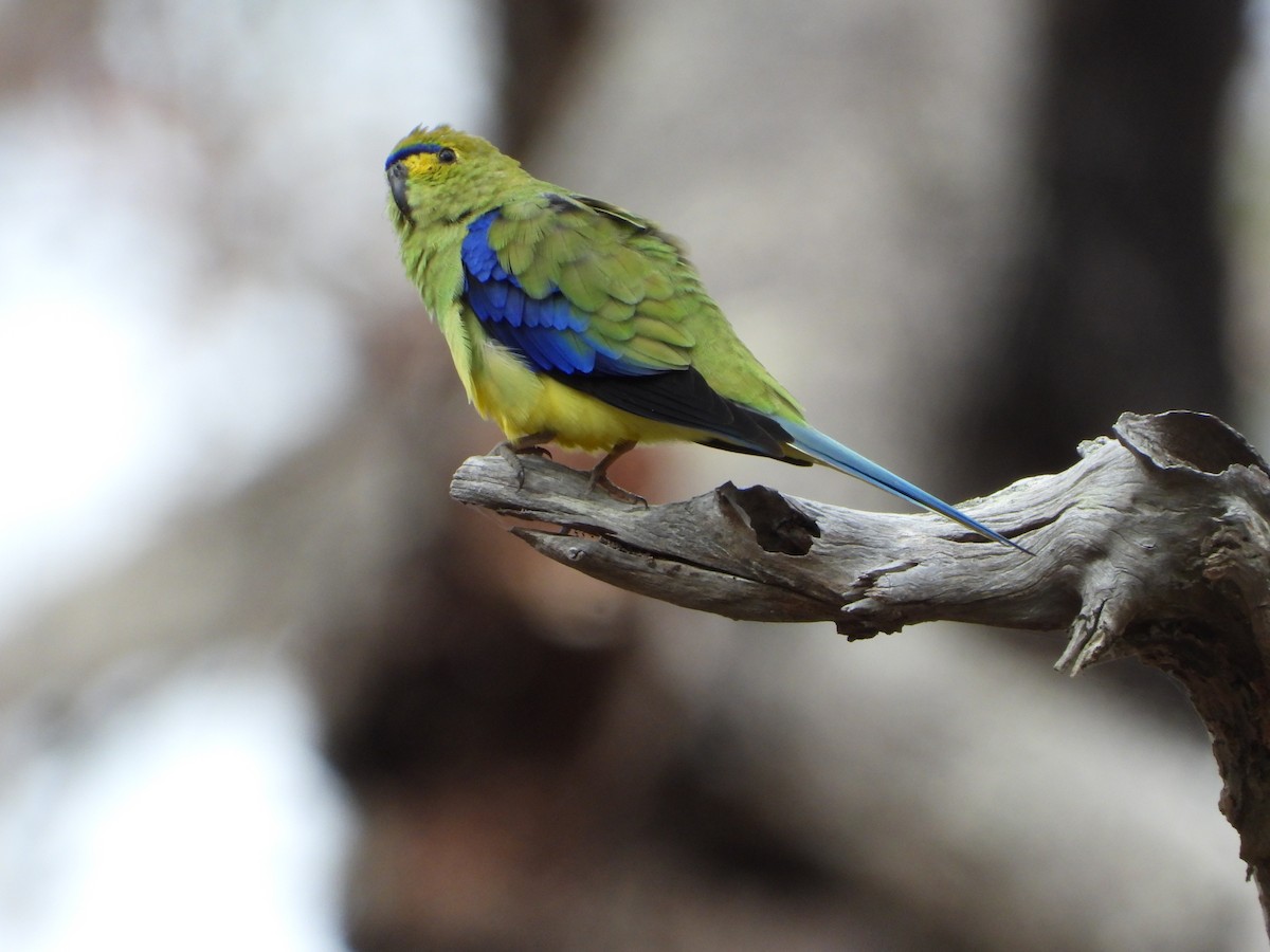 Blue-winged Parrot - ML620476209