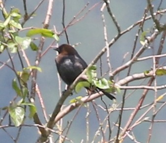 Brown-headed Cowbird - ML62047621