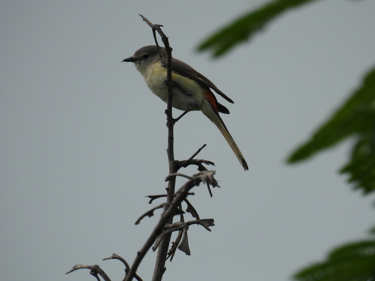 Small Minivet - ML620476210