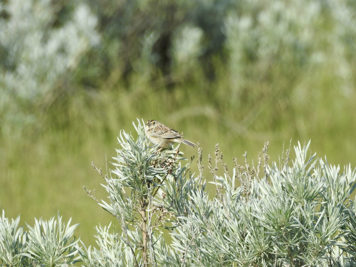 Grasshopper Sparrow - ML620476217