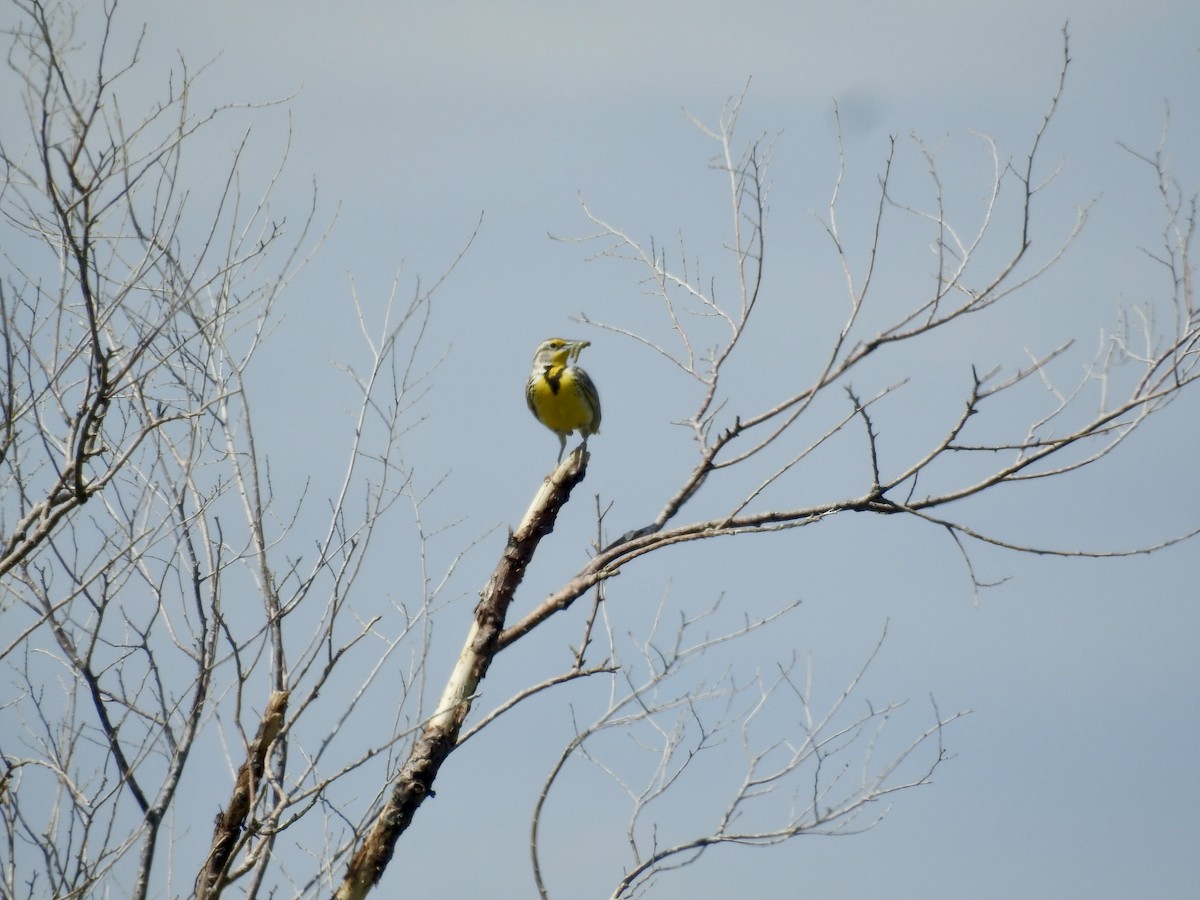 Western Meadowlark - ML620476219