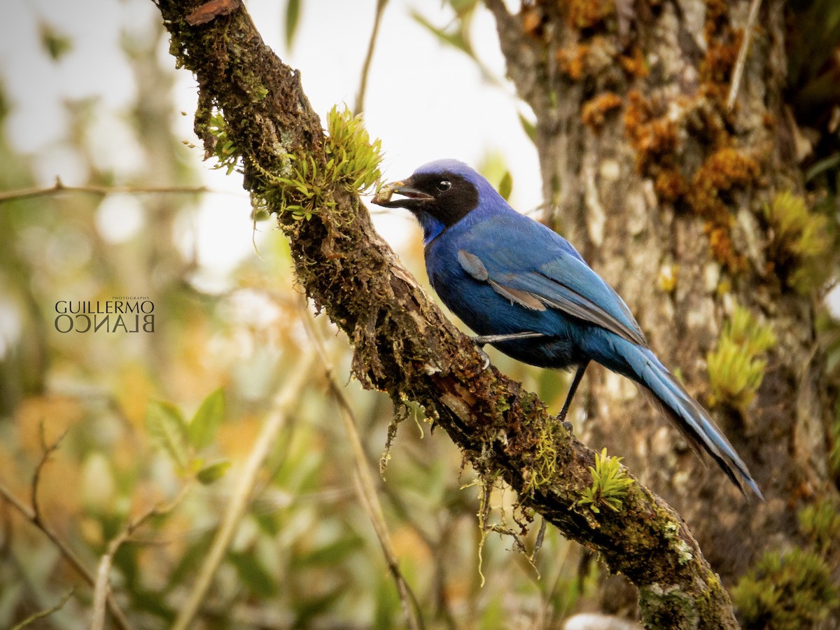 Black-collared Jay - ML620476226