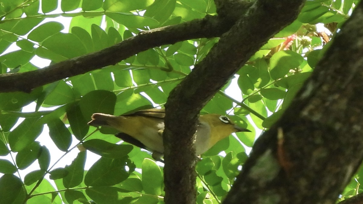 tanımsız Zosterops sp. - ML620476230