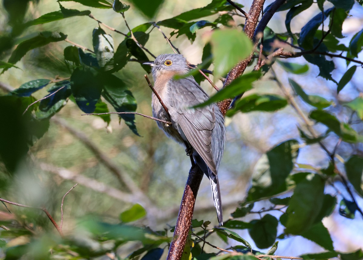 Fan-tailed Cuckoo - ML620476237