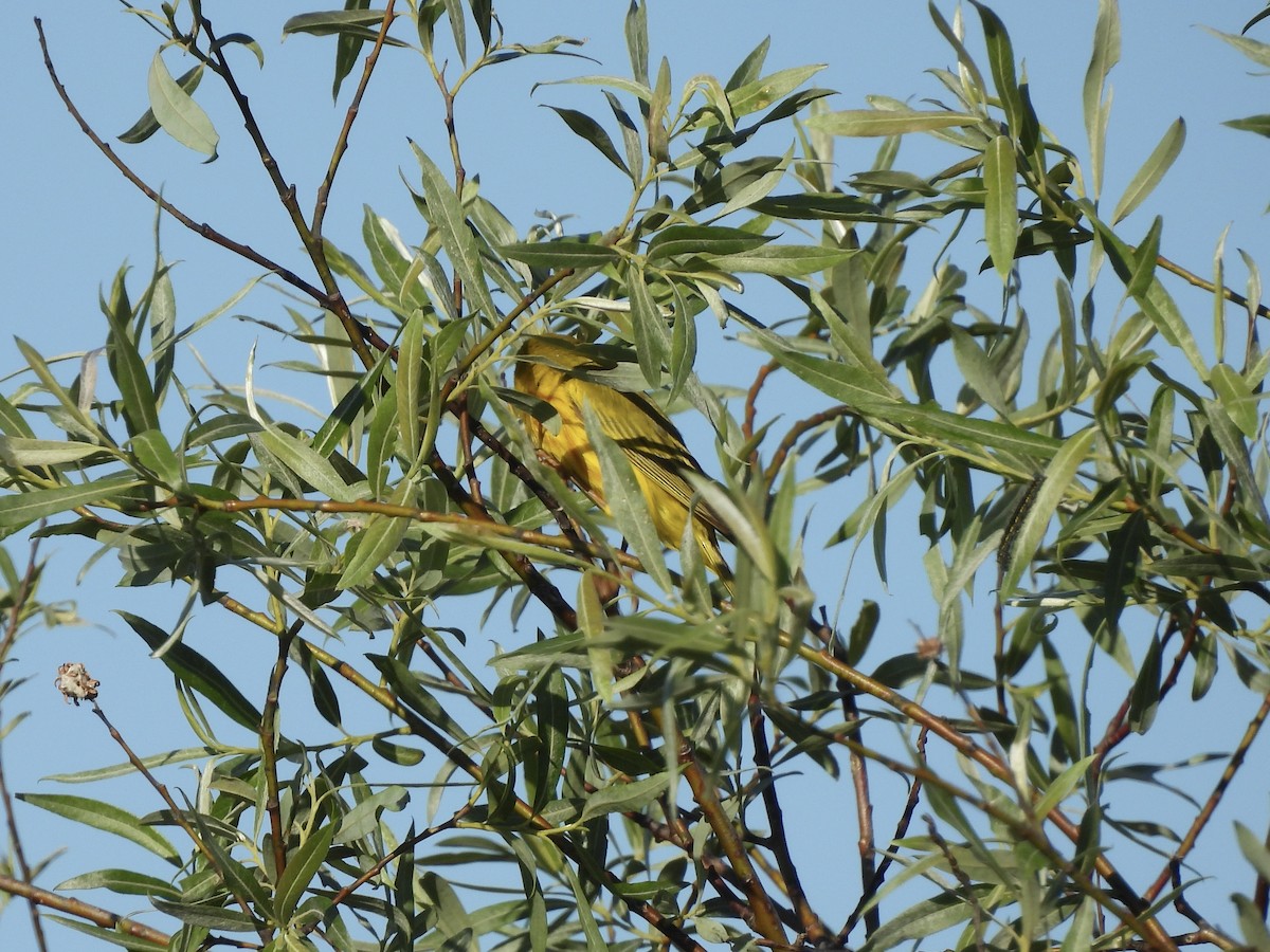 Yellow Warbler - ML620476240