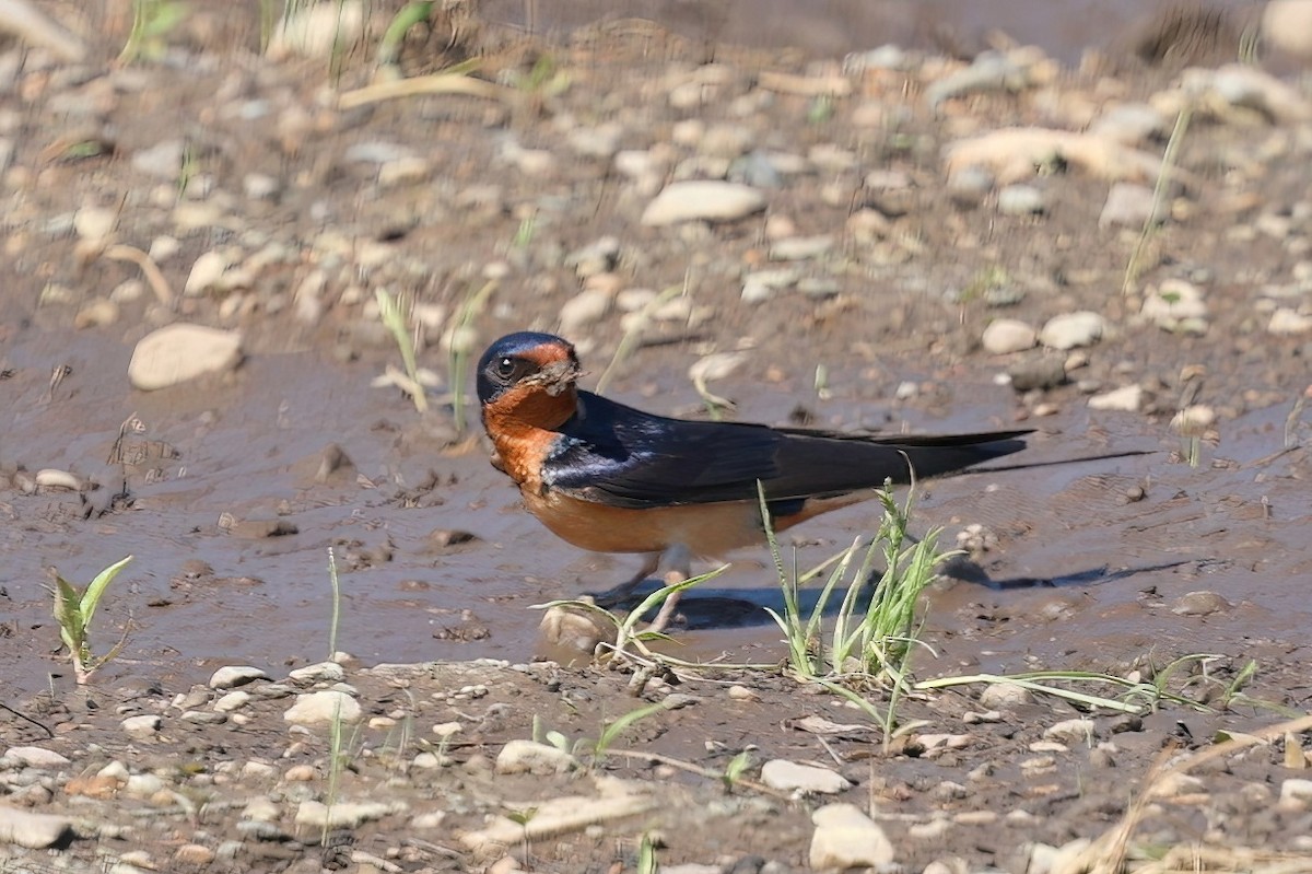 Kır Kırlangıcı (erythrogaster) - ML620476242