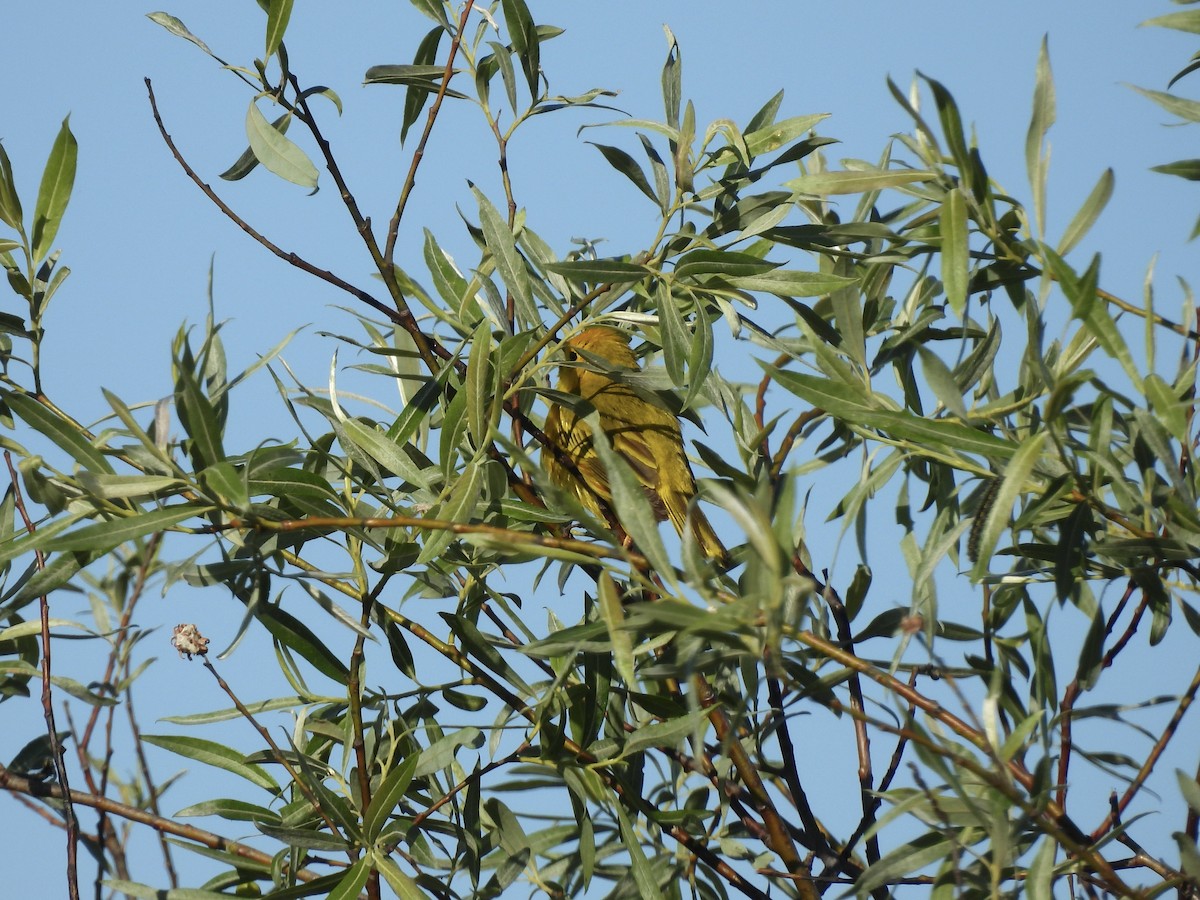 Yellow Warbler - ML620476243