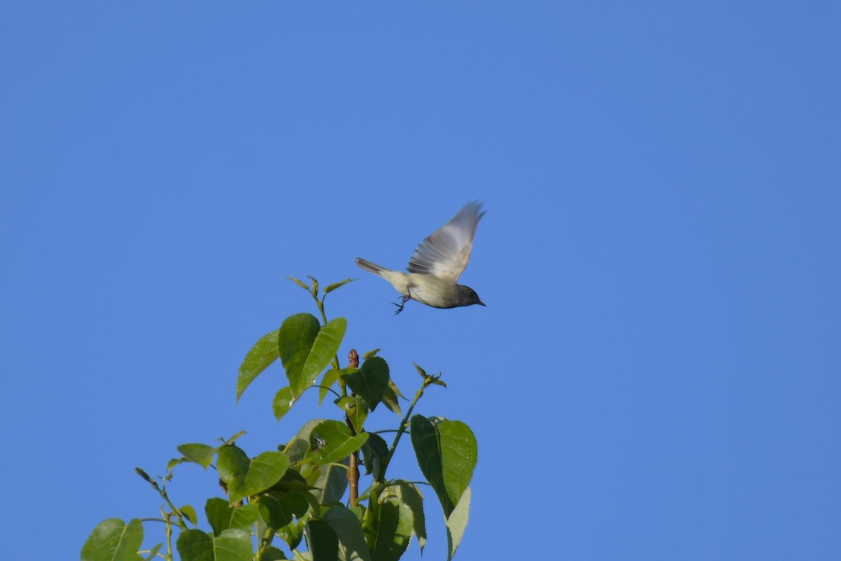 Willow Flycatcher - ML620476244