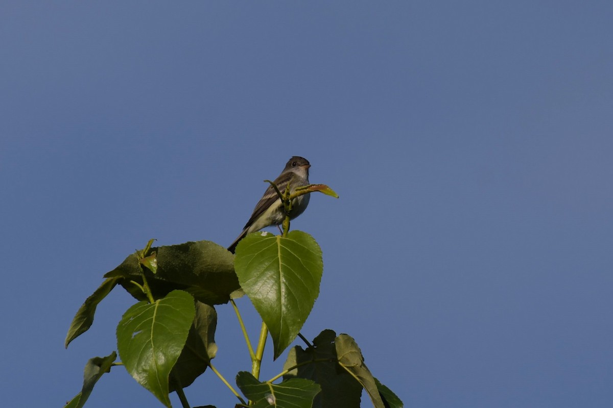 Willow Flycatcher - ML620476246