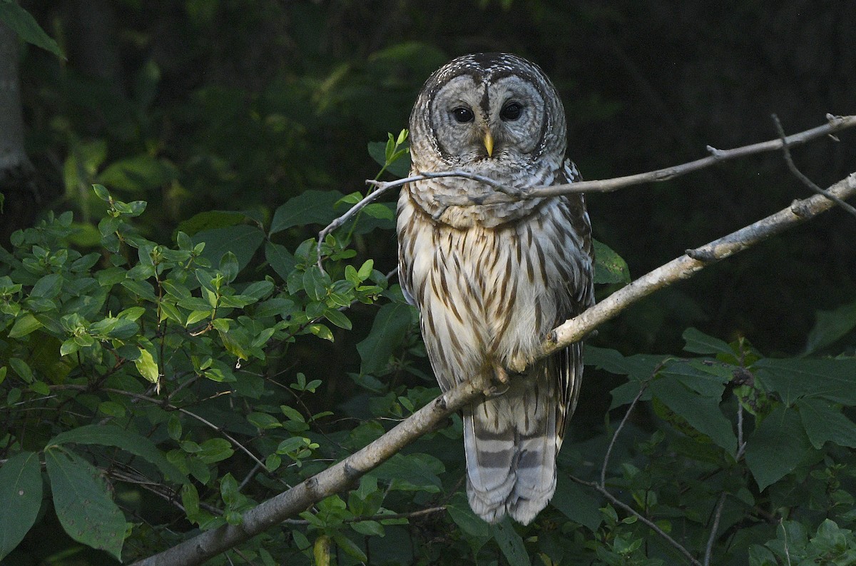 Barred Owl - ML620476248